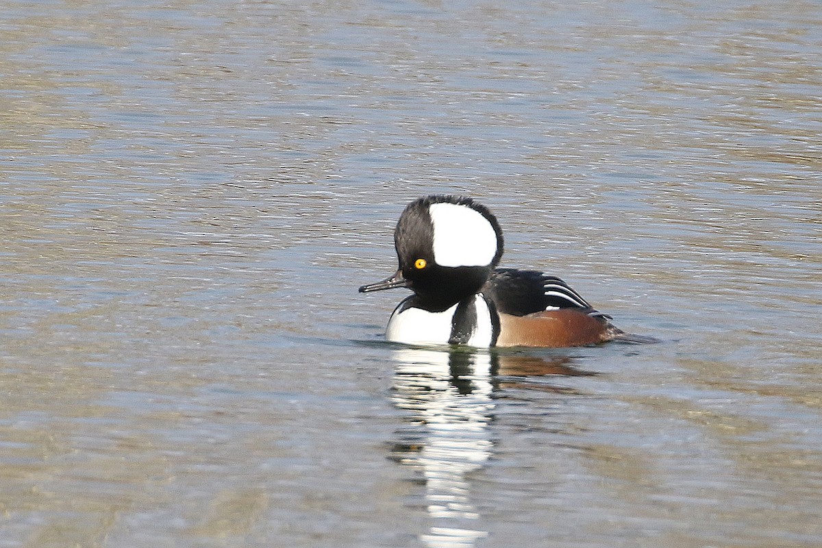 Hooded Merganser - ML646490824