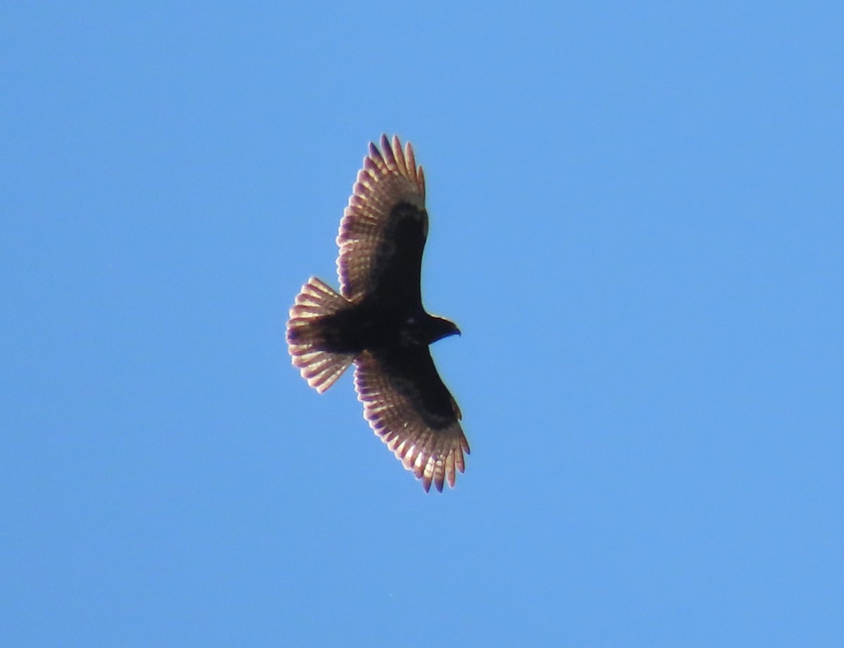 Red-tailed Hawk (Harlan's) - ML646490825