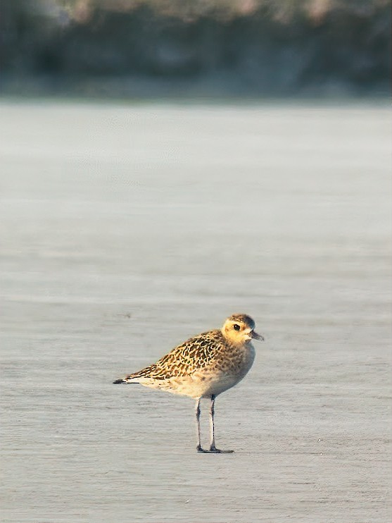 太平洋金斑鴴 - ML646490826