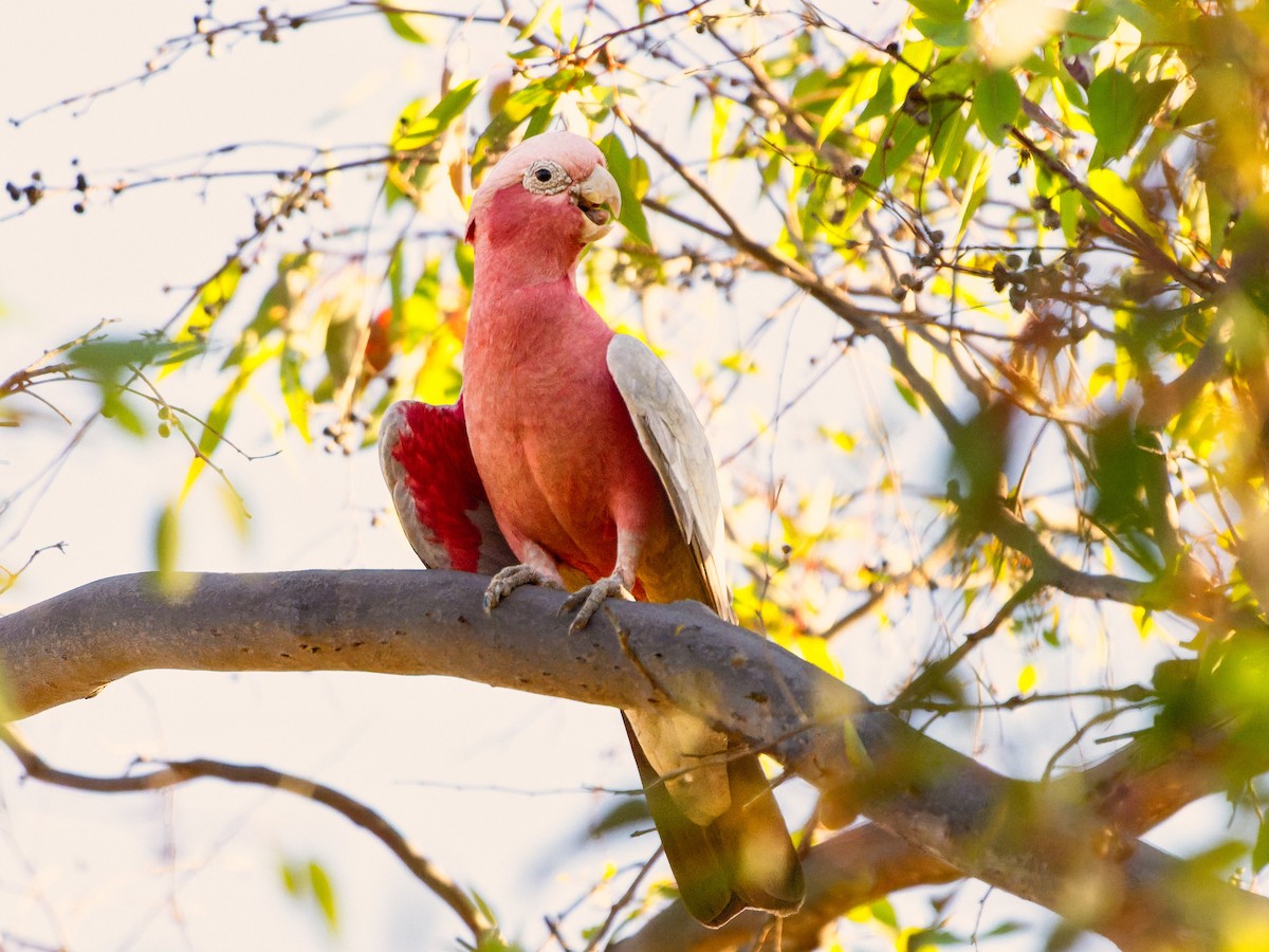 モモイロインコ - ML646490827