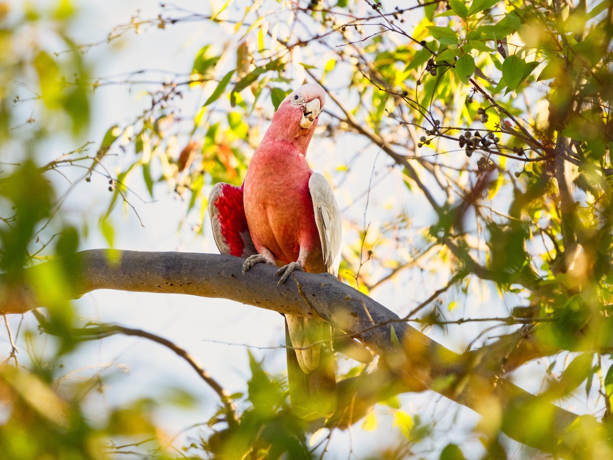 モモイロインコ - ML646490829