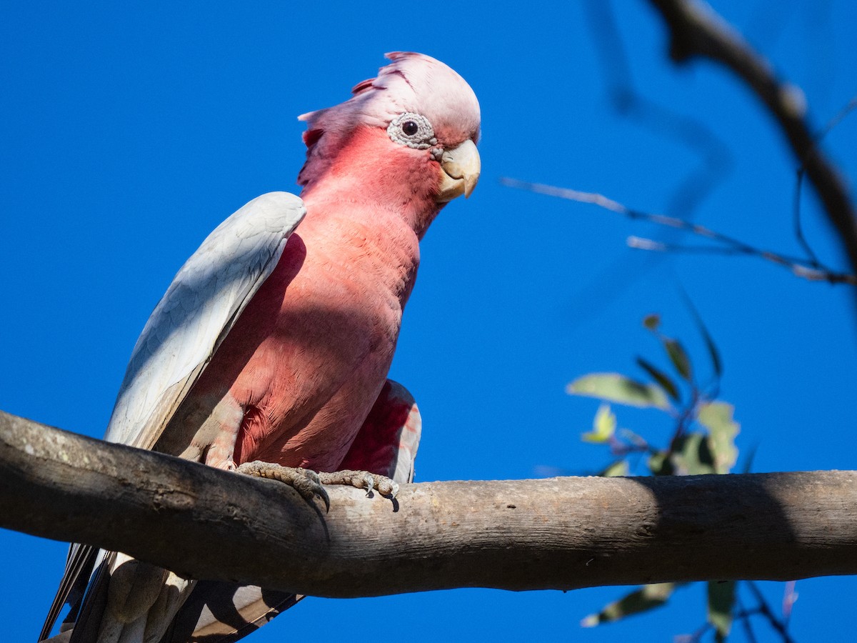 モモイロインコ - ML646490830