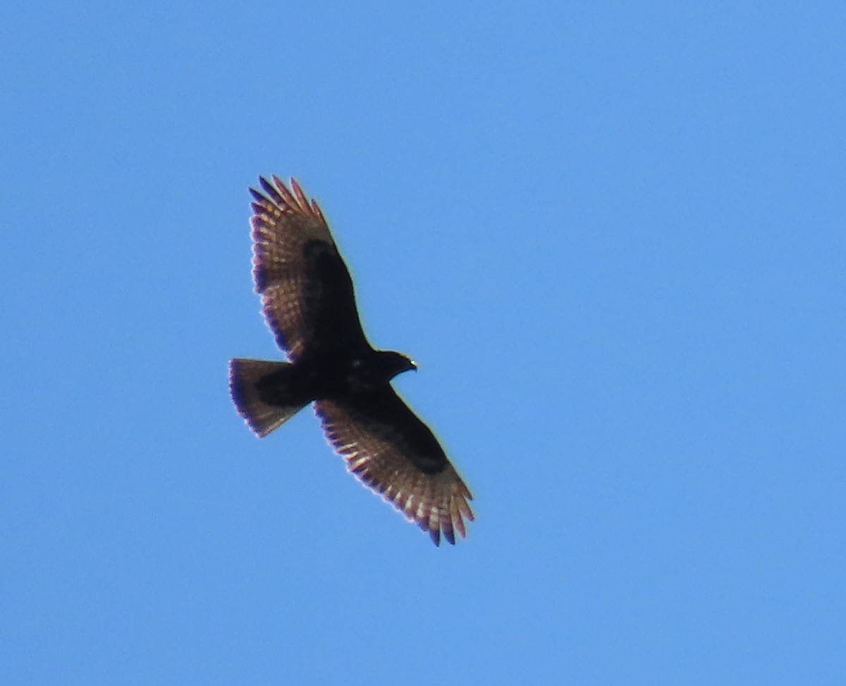 Red-tailed Hawk (Harlan's) - ML646490831