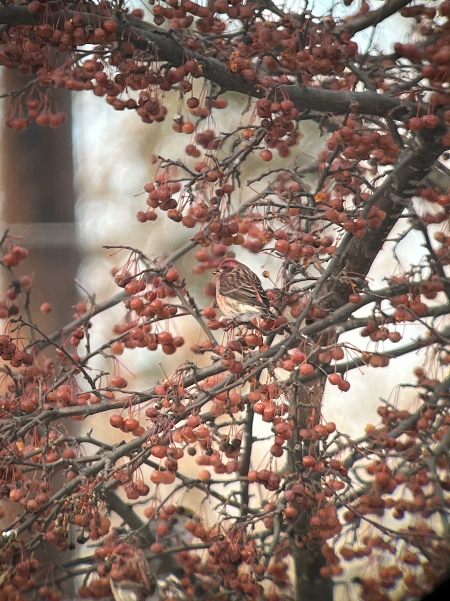 Camachuelo Purpúreo - ML646490832