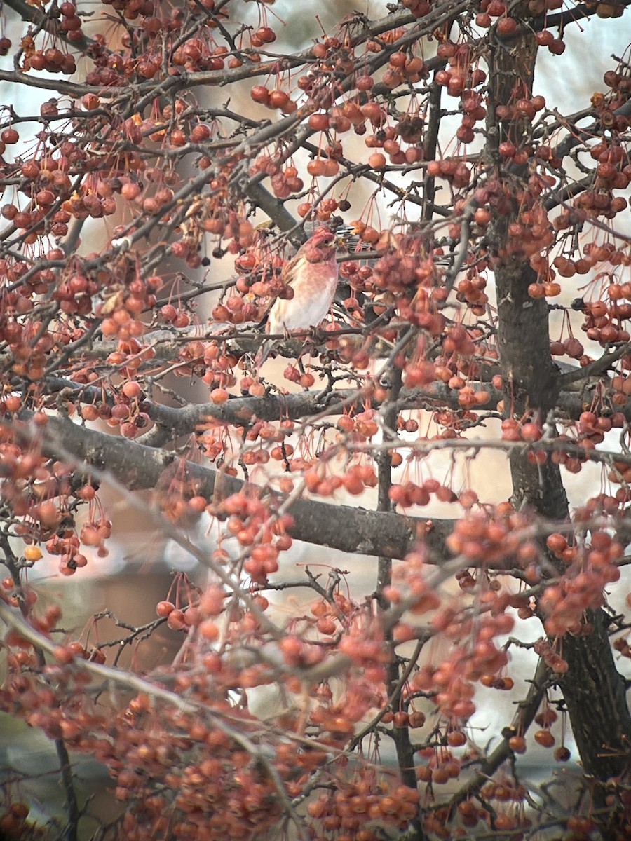 Camachuelo Purpúreo - ML646490833