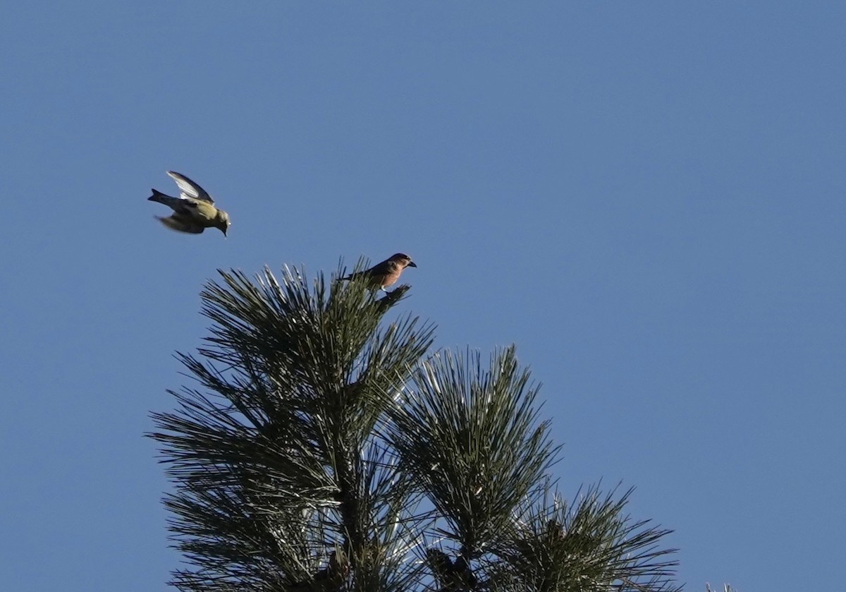 イスカ - ML646490834