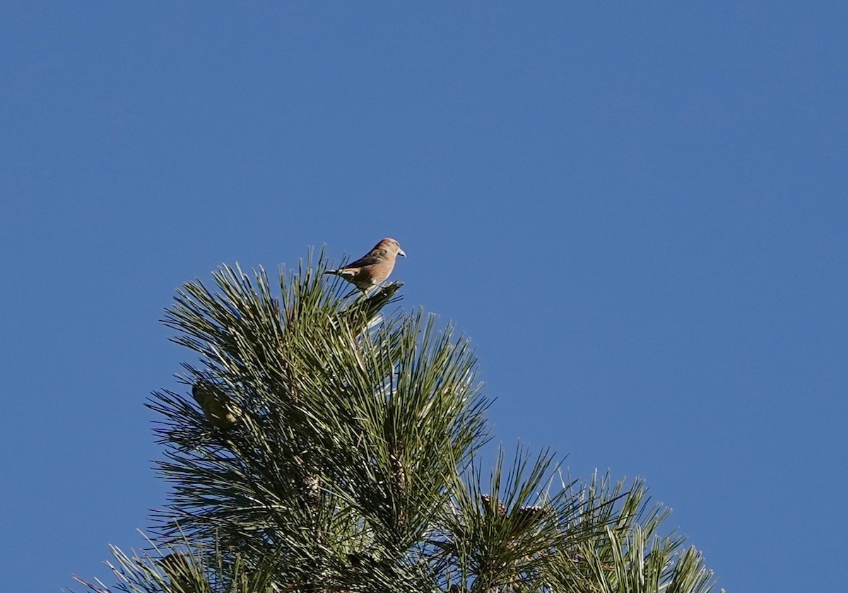 イスカ - ML646490835