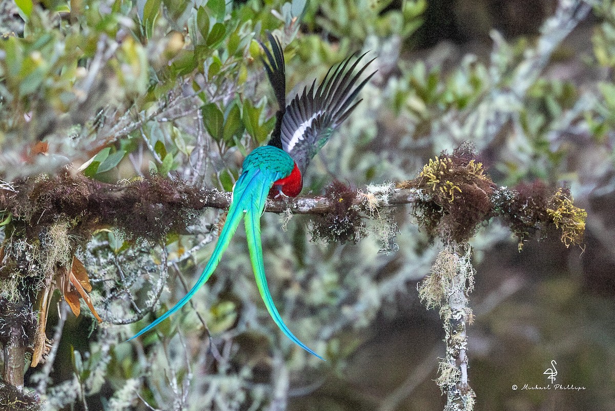 Resplendent Quetzal (Costa Rican) - ML646490837
