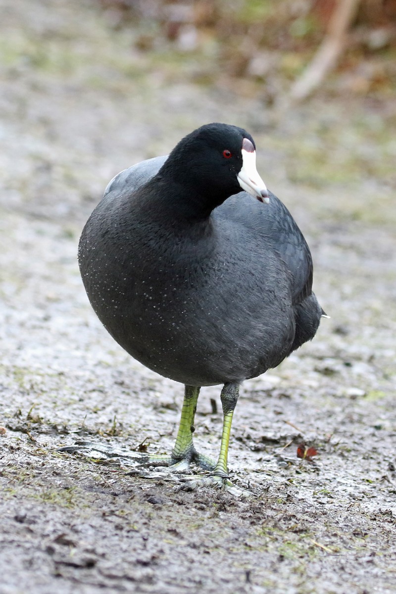 American Coot (Red-shielded) - ML646490839