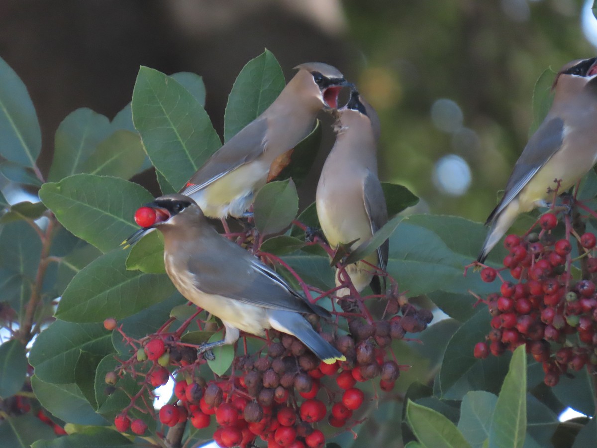 Jaseur d'Amérique - ML646490842