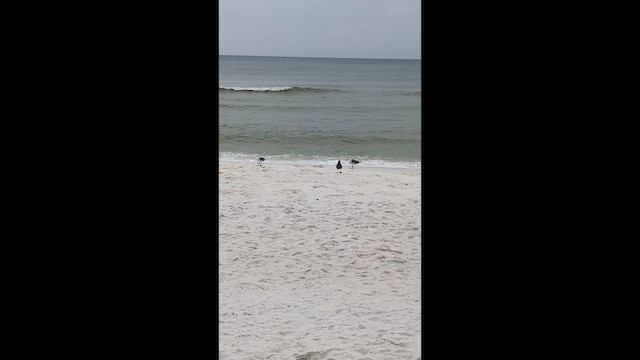 Gray Gull - ML646490848