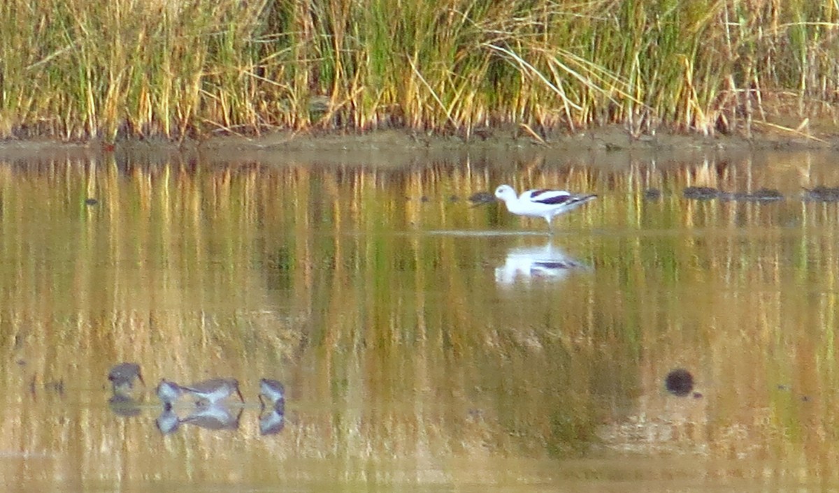 tenkozobec americký - ML646490852