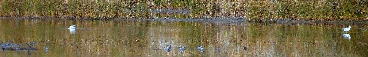 tenkozobec americký - ML646490853