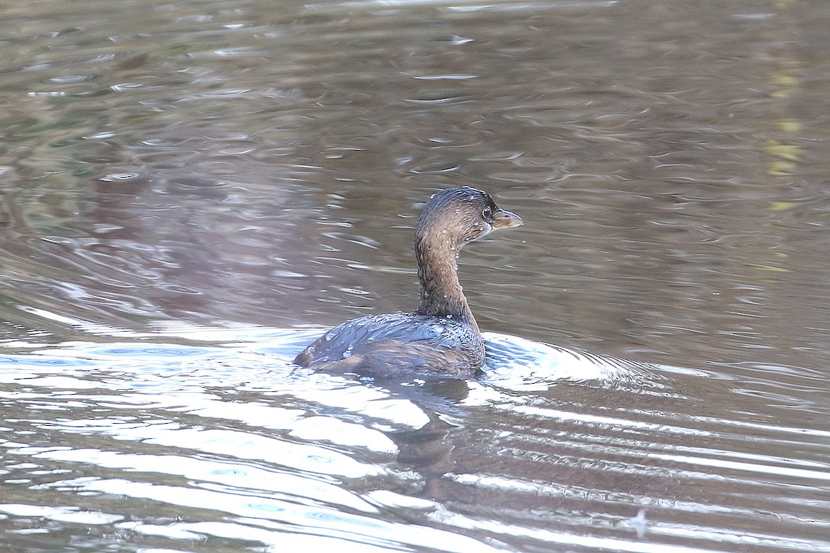 Pied-billed Grebe - ML646490856