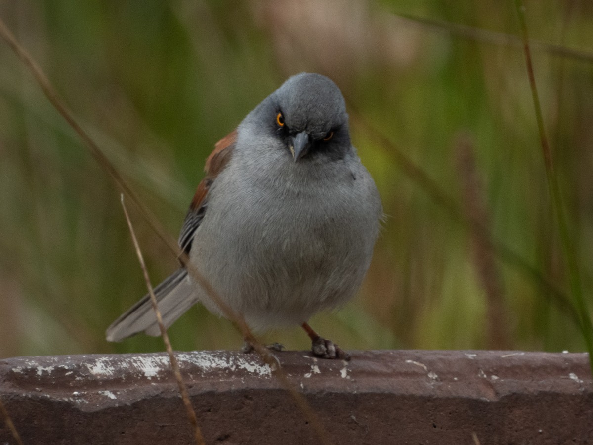 Yellow-eyed Junco - ML646490857
