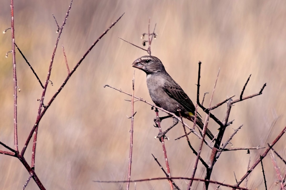 White-throated Canary - ML646490860