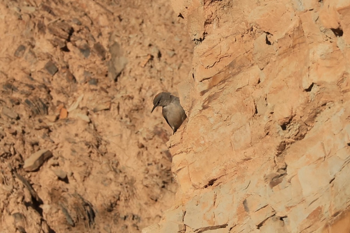 Rufous-naped Ground-Tyrant - ML646490861