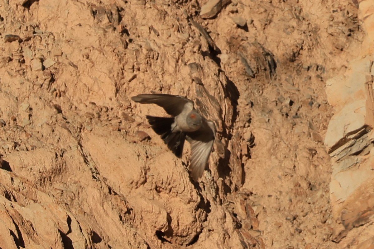 Rufous-naped Ground-Tyrant - ML646490862