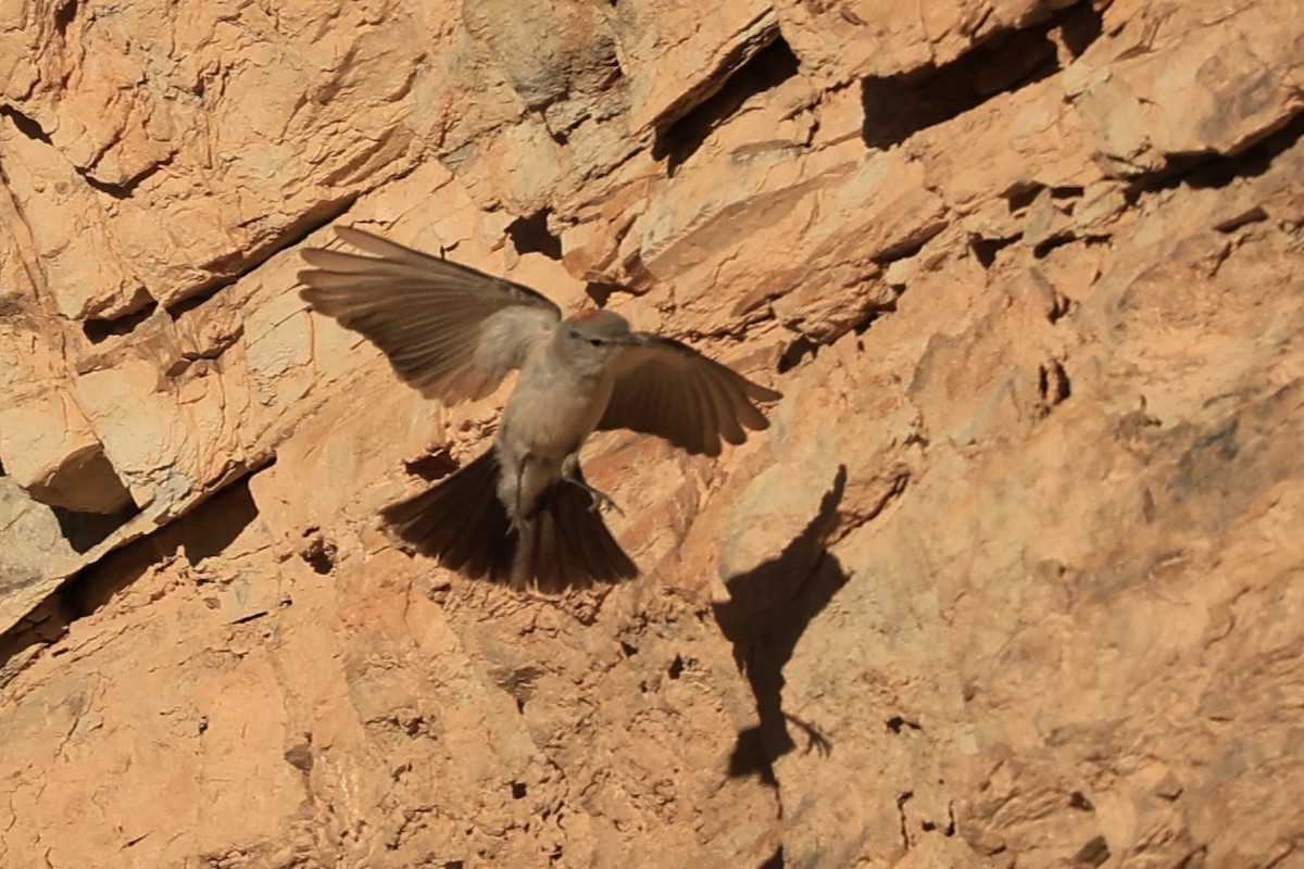 Rufous-naped Ground-Tyrant - ML646490863