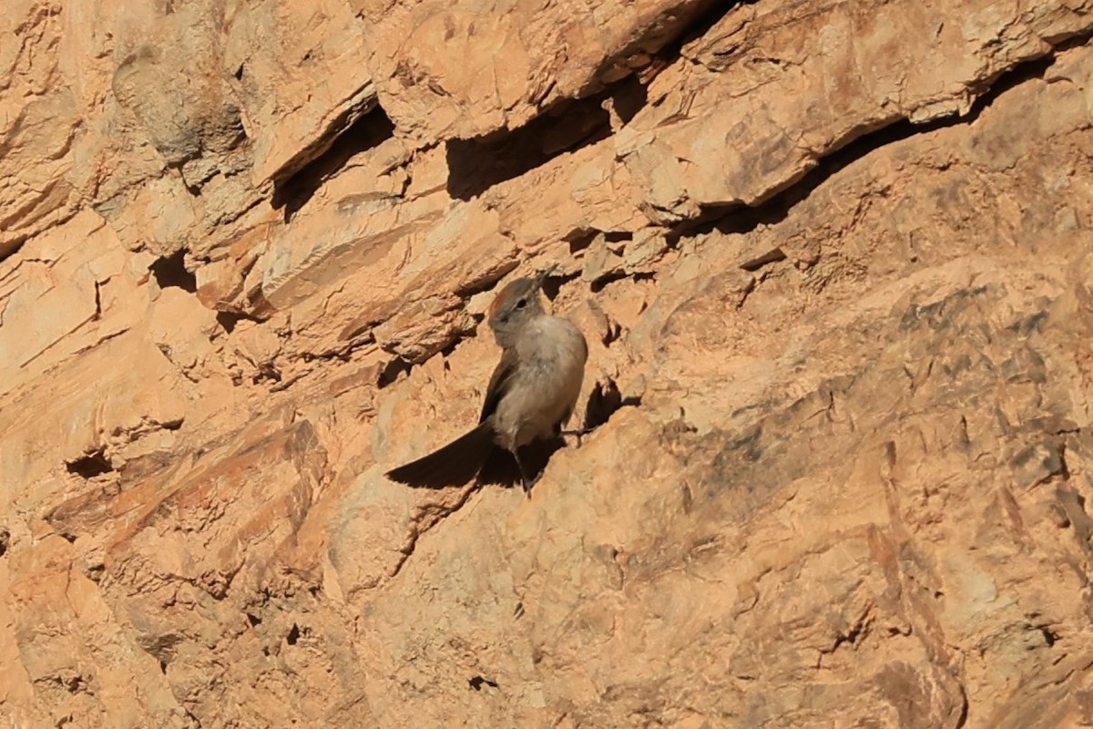 Rufous-naped Ground-Tyrant - ML646490864