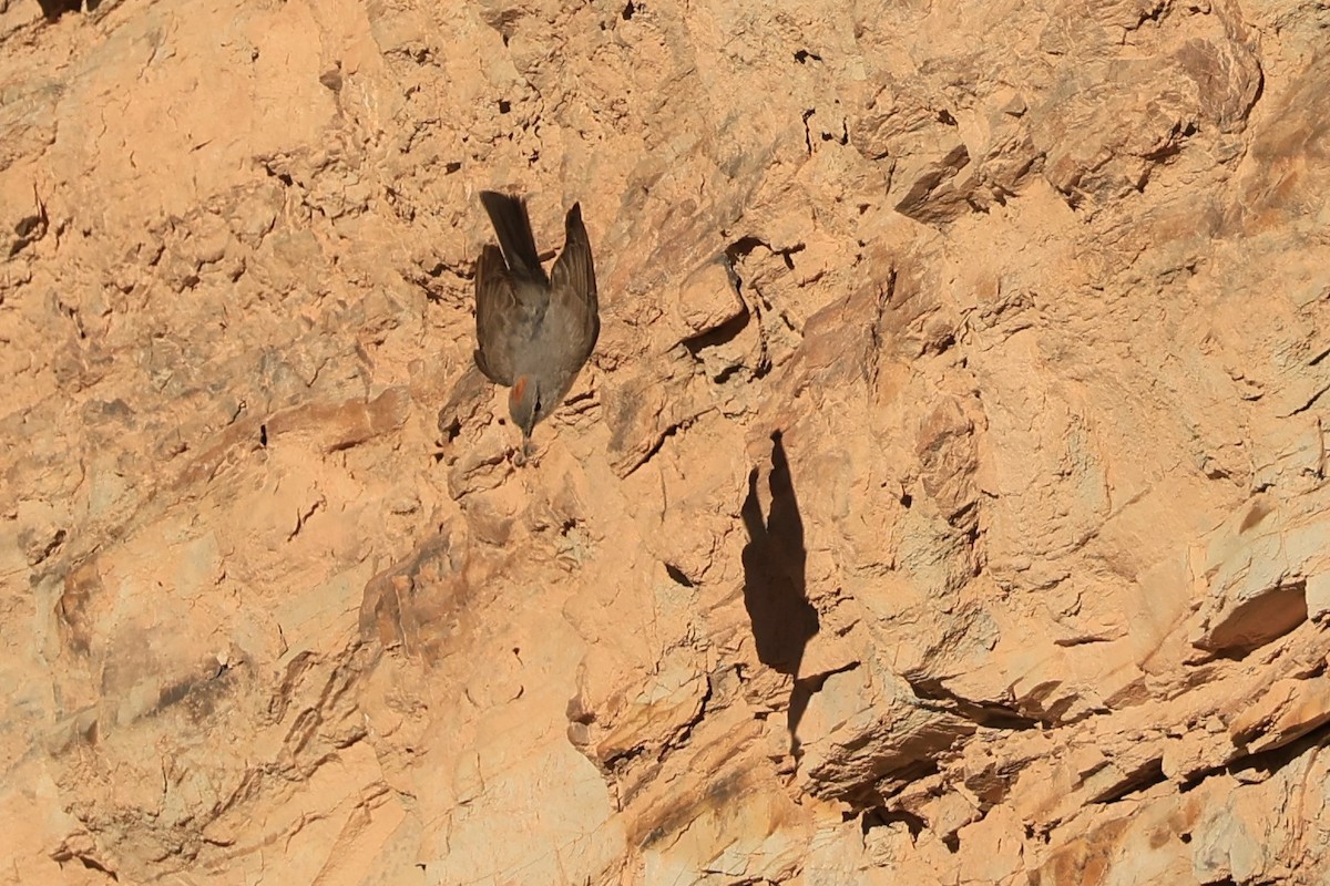 Rufous-naped Ground-Tyrant - ML646490865