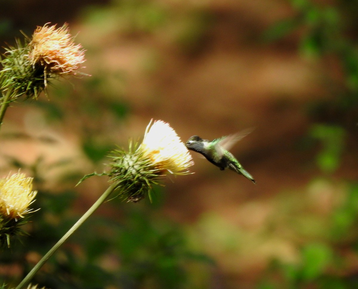 Rivoli's Hummingbird - ML646490866