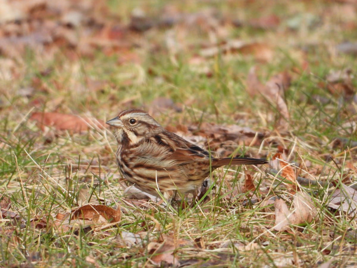 Song Sparrow - ML646490870