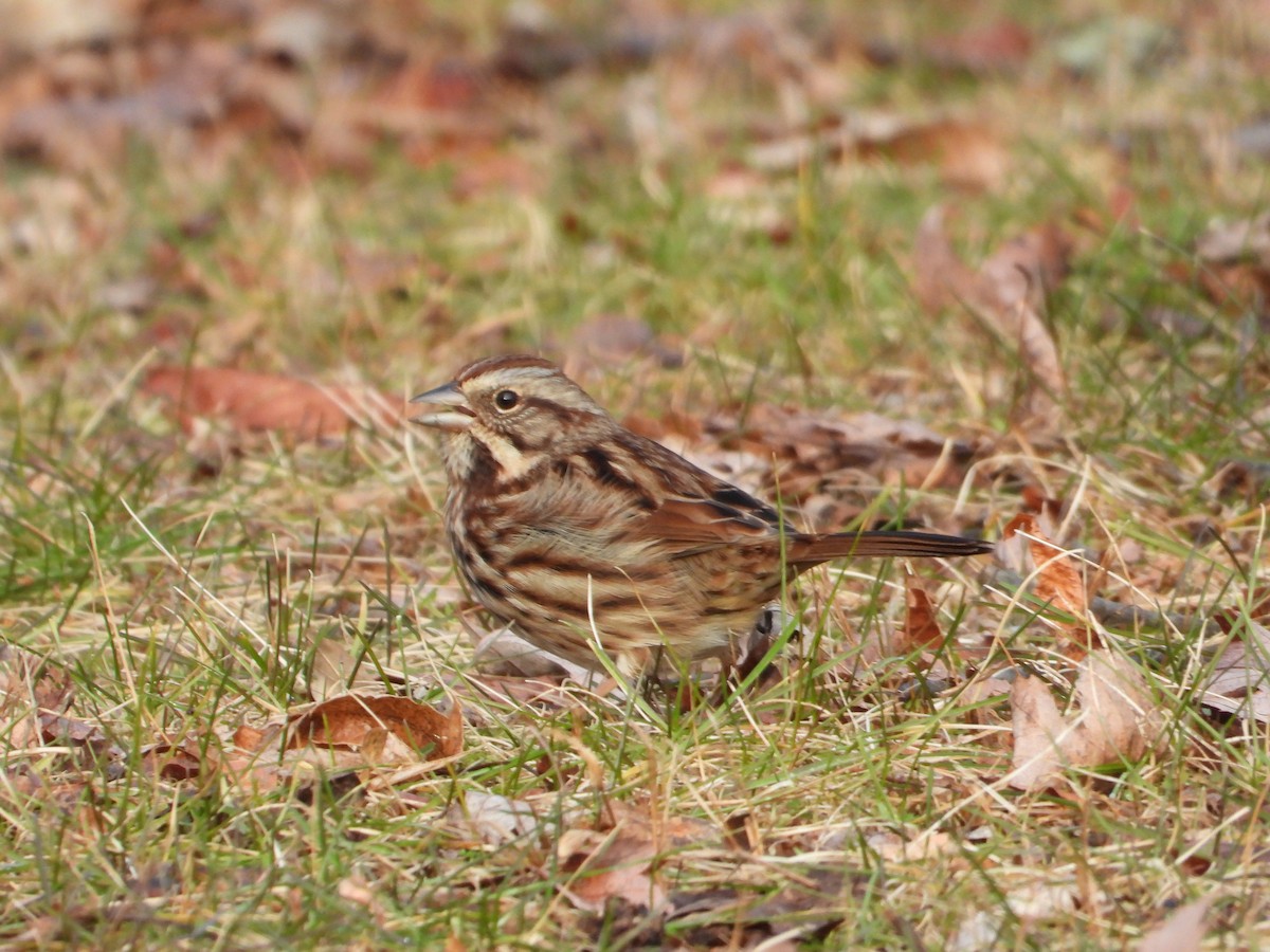 Song Sparrow - ML646490871