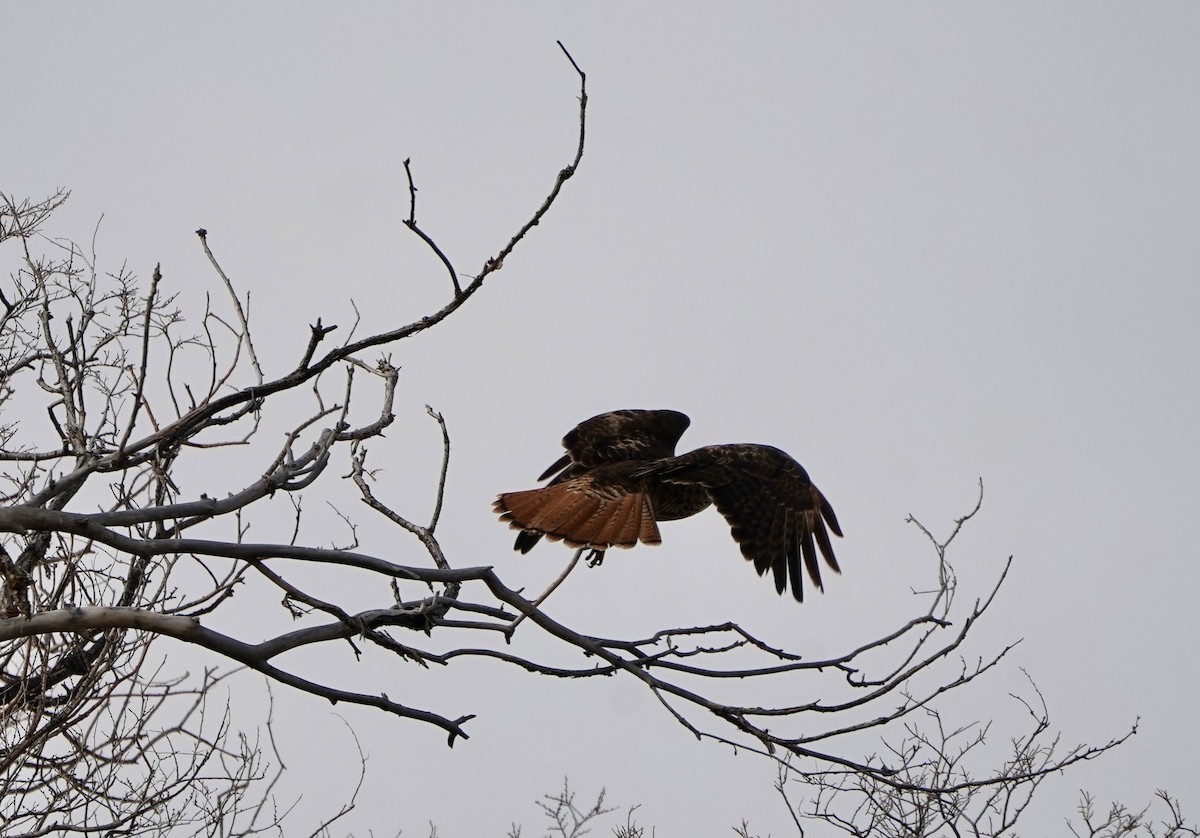 アカオノスリ - ML646490872