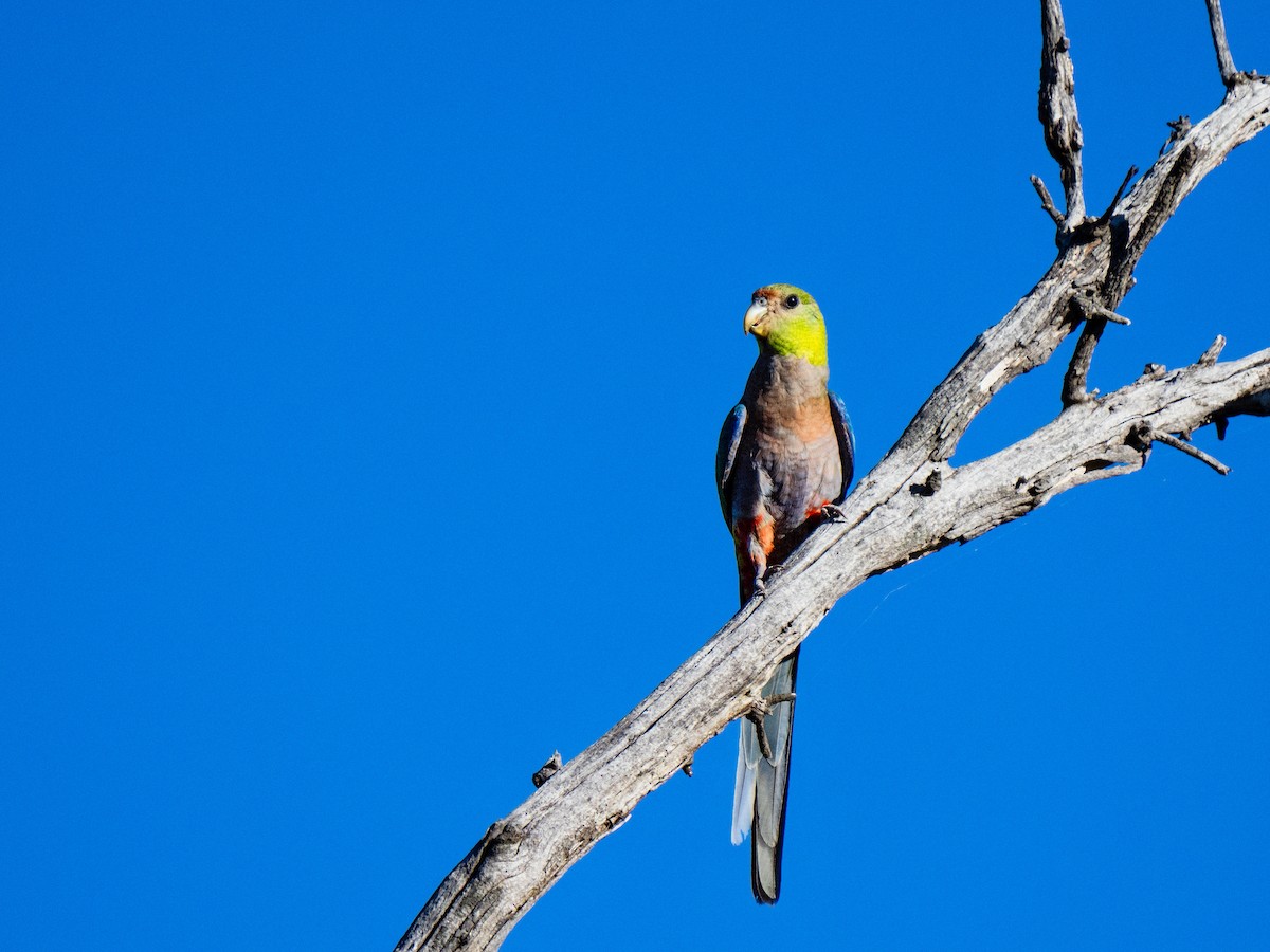 ユーカリインコ - ML646490875