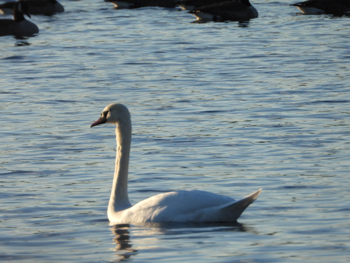 Лебідь-шипун - ML646490876