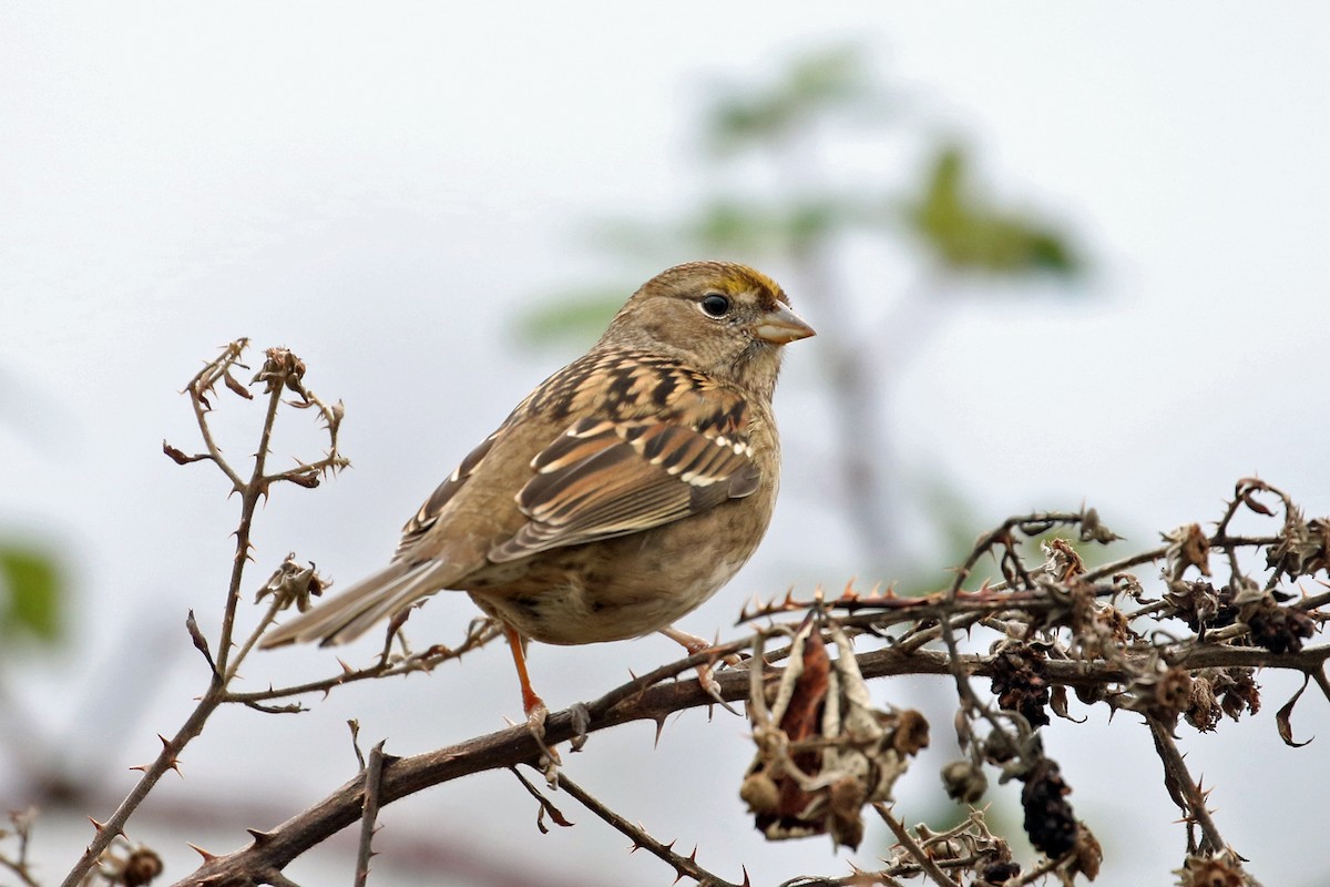 Golden-crowned Sparrow - ML646490877
