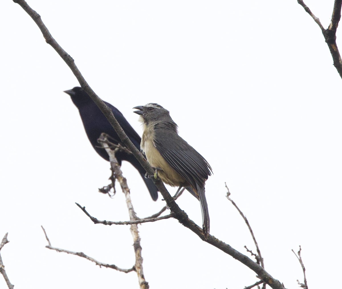 Bluish-gray Saltator - ML646490880