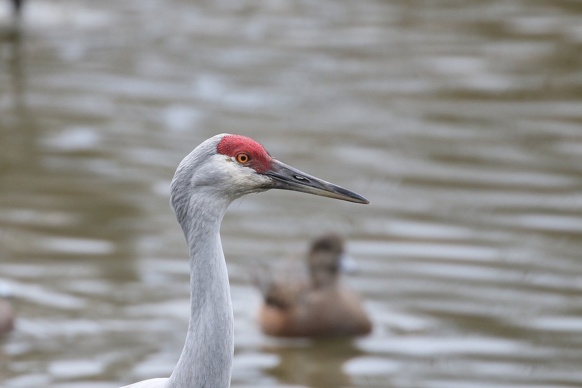 Sandhill Crane - ML646490881