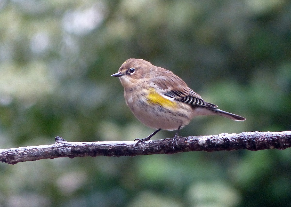 Taçlı Ötleğen (coronata) - ML646490882