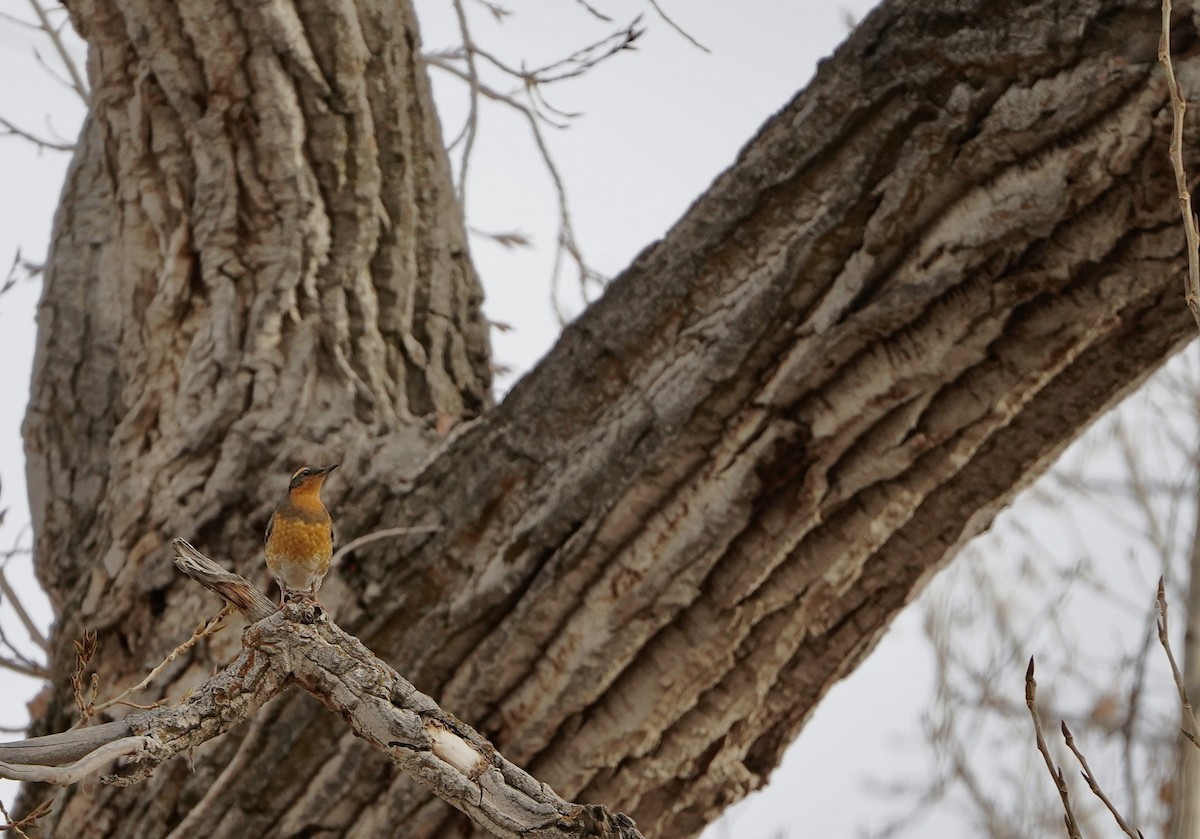 ムナオビツグミ - ML646490883