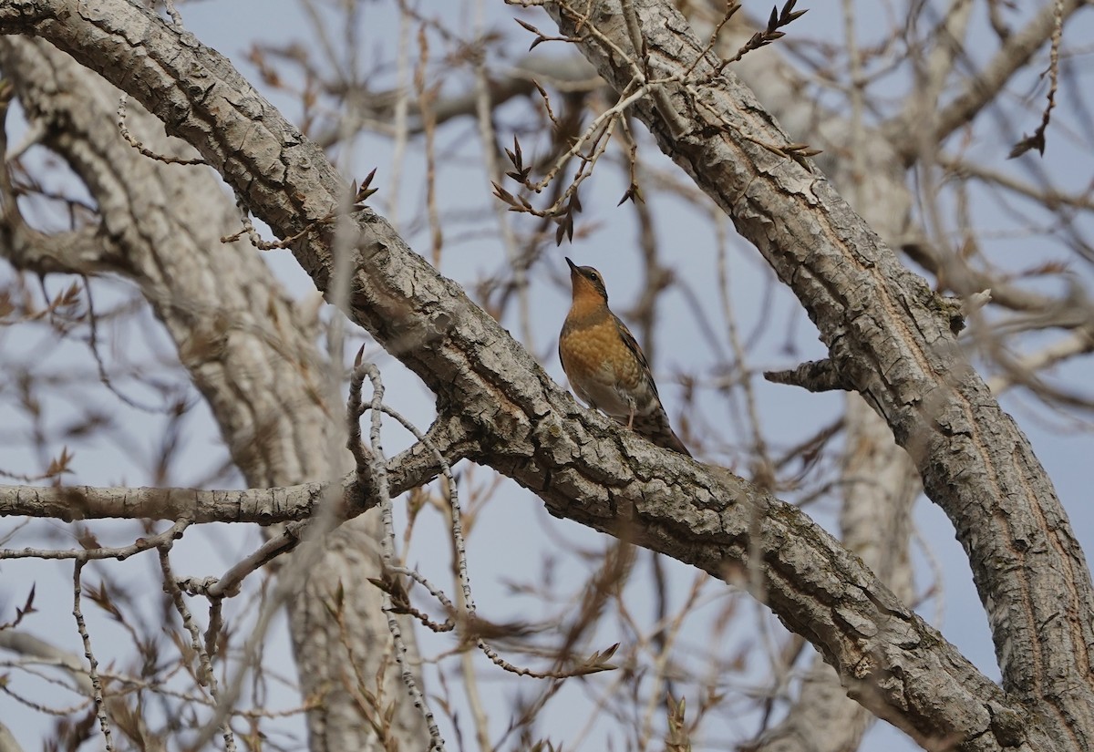 ムナオビツグミ - ML646490884