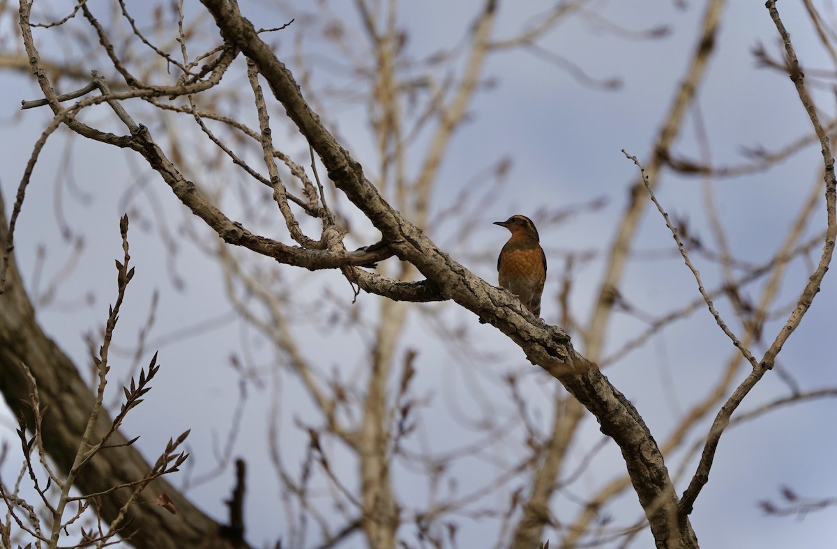 ムナオビツグミ - ML646490885