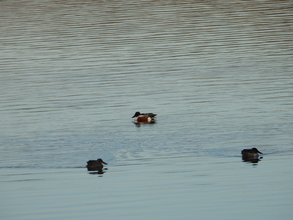 Northern Shoveler - ML646490886