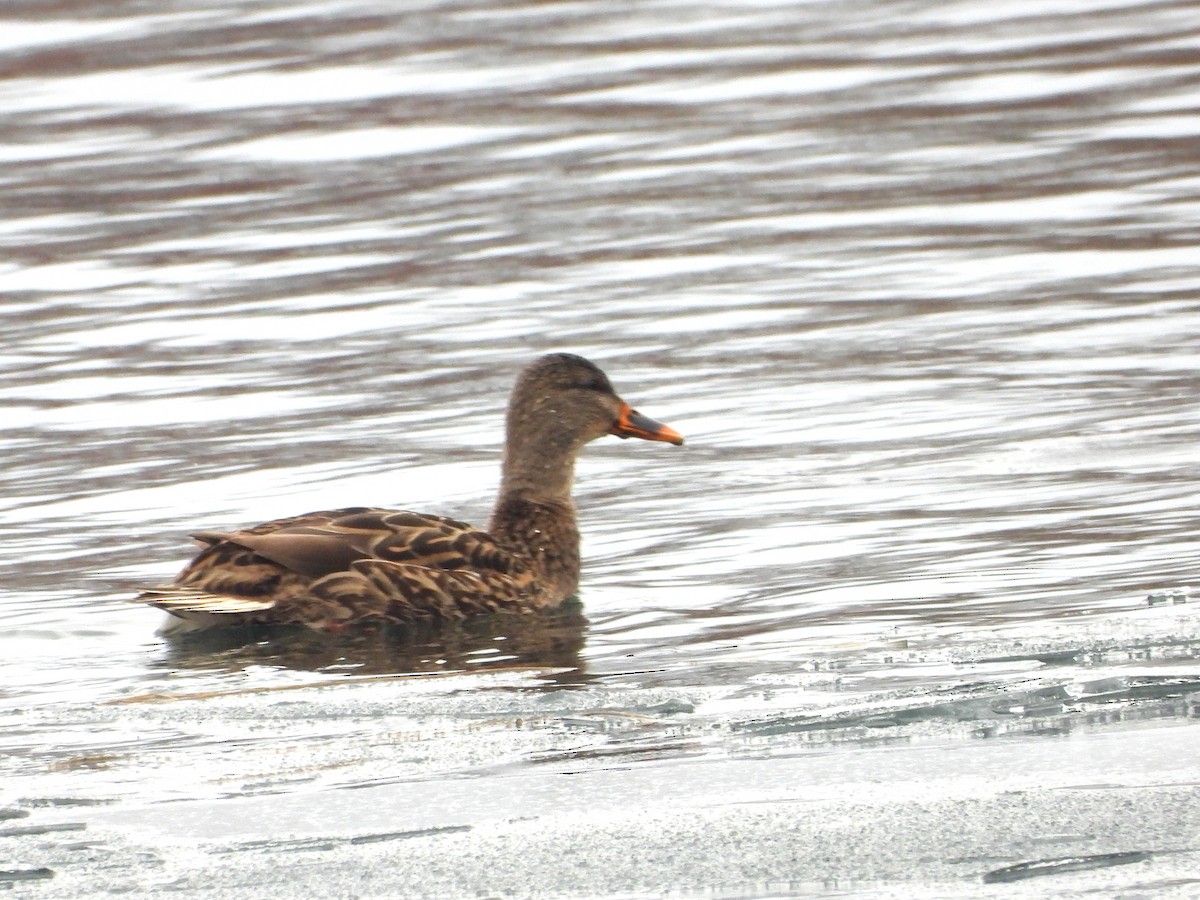 Mallard - ML646490888