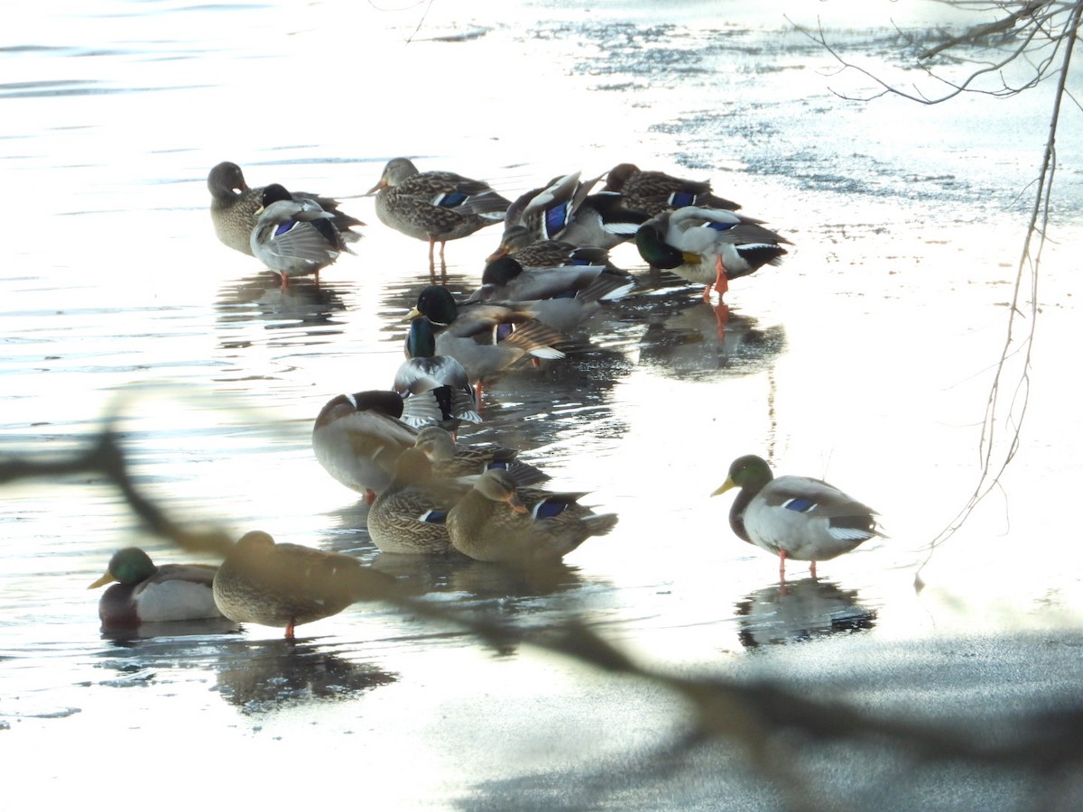 Mallard - ML646490889