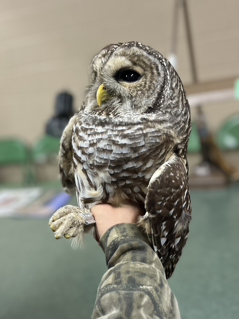 アメリカフクロウ - ML646490890