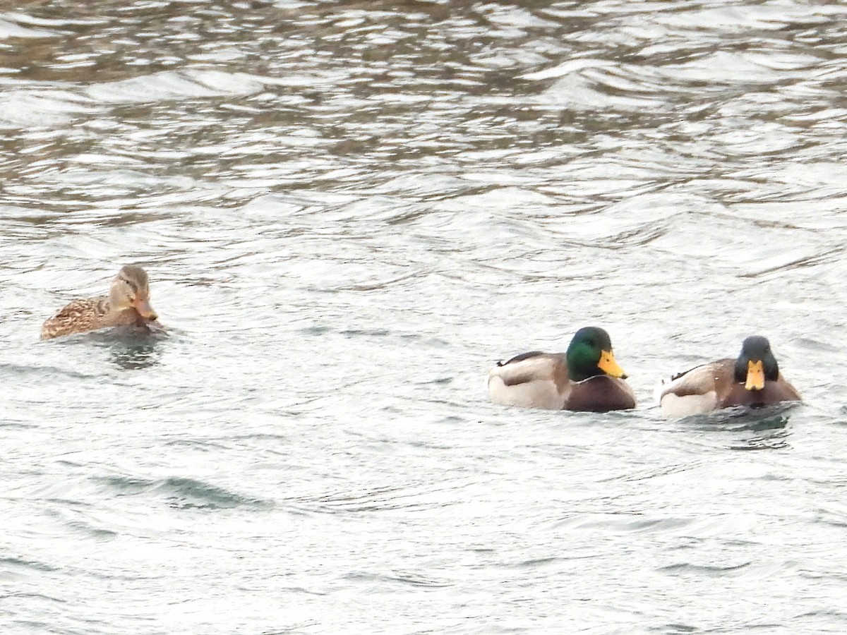 Mallard - ML646490891