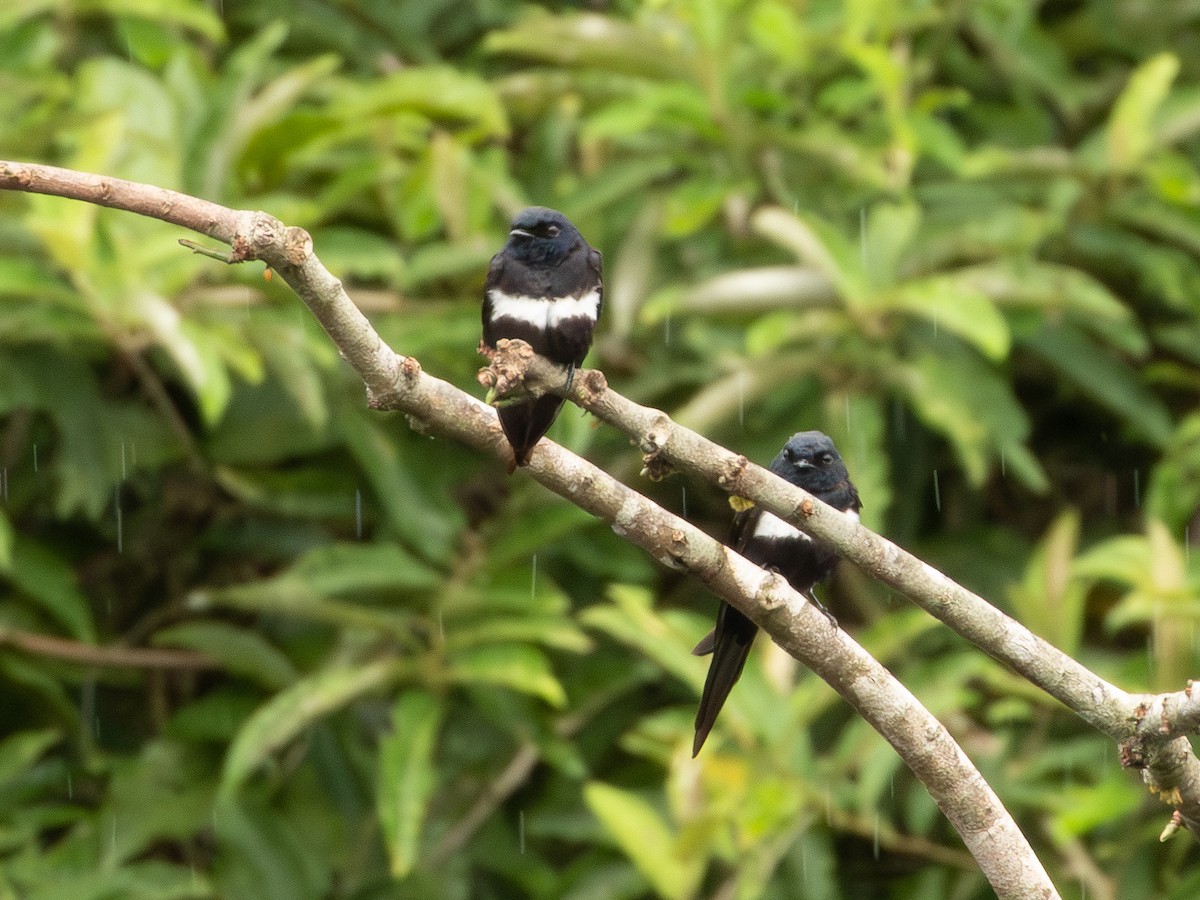 White-banded Swallow - ML646490893