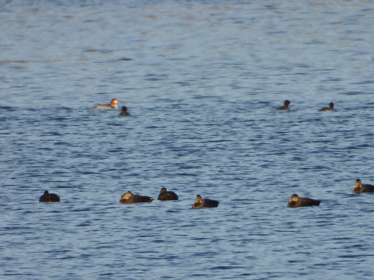 Ahate iluna - ML646490897