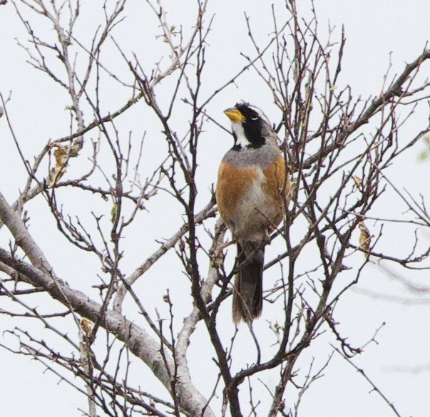 Разноцветный сальтатор - ML646490898