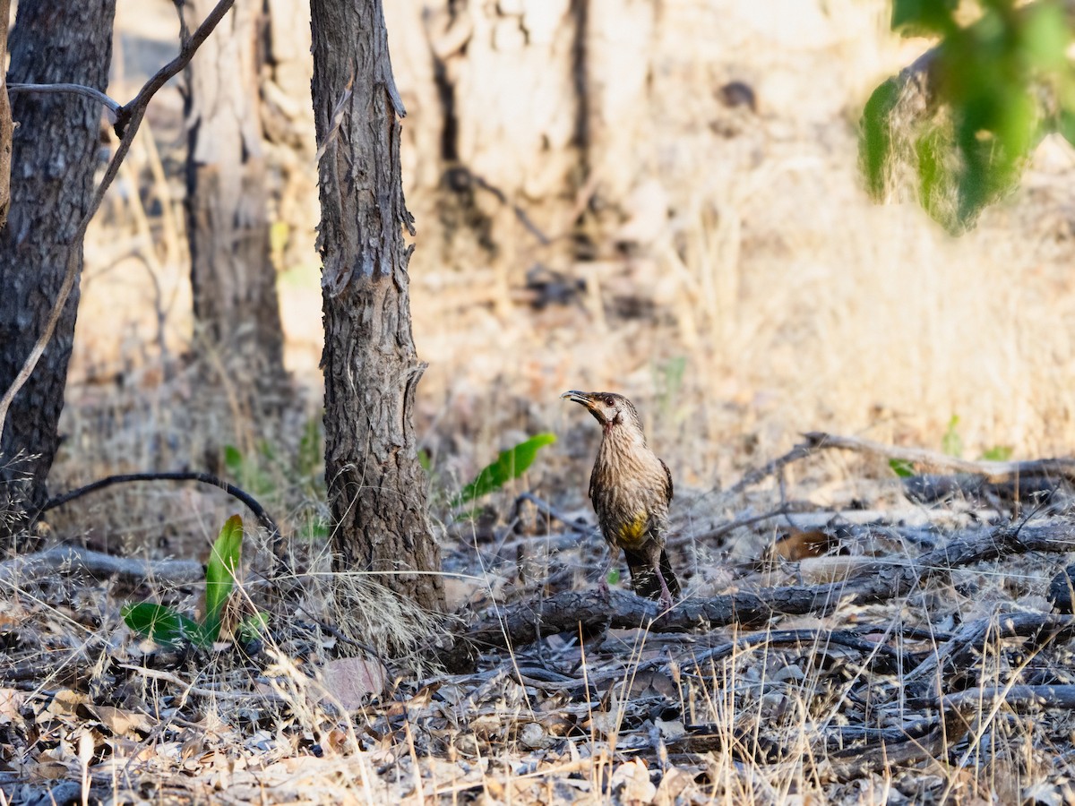 アカミミダレミツスイ - ML646490900