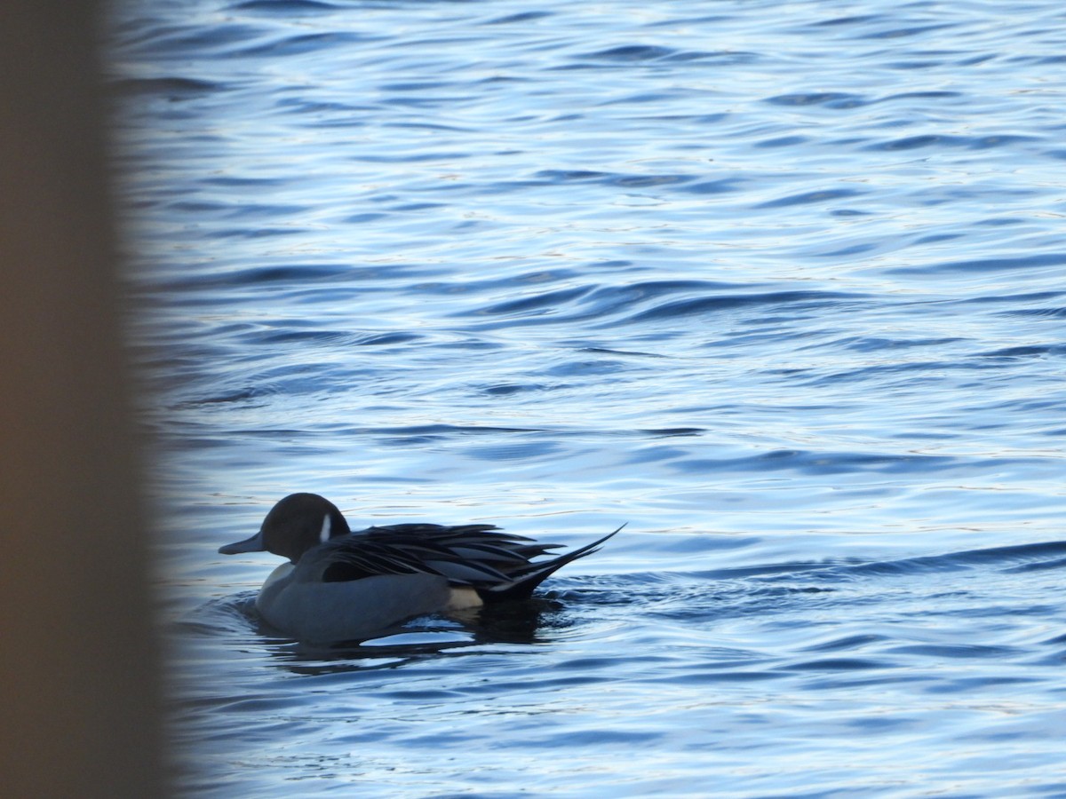 Northern Pintail - ML646490901
