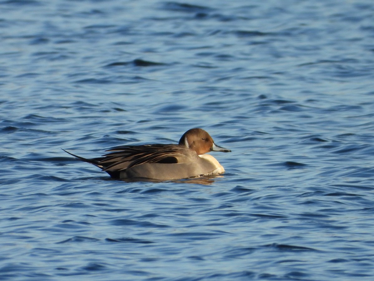 Northern Pintail - ML646490902