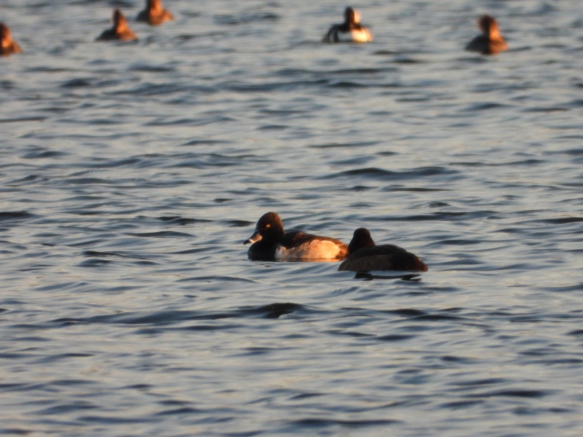 Ring-necked Duck - ML646490907